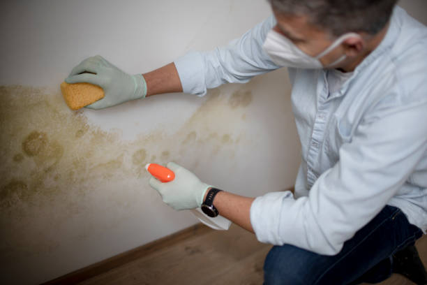 Best Local Mold Removal Service  in Collings Lakes, NJ
