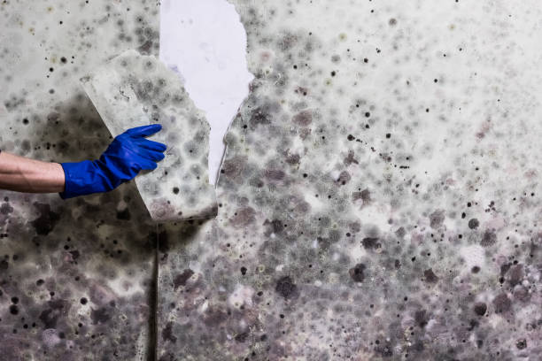 Best Toxic Mold Removal  in Collings Lakes, NJ